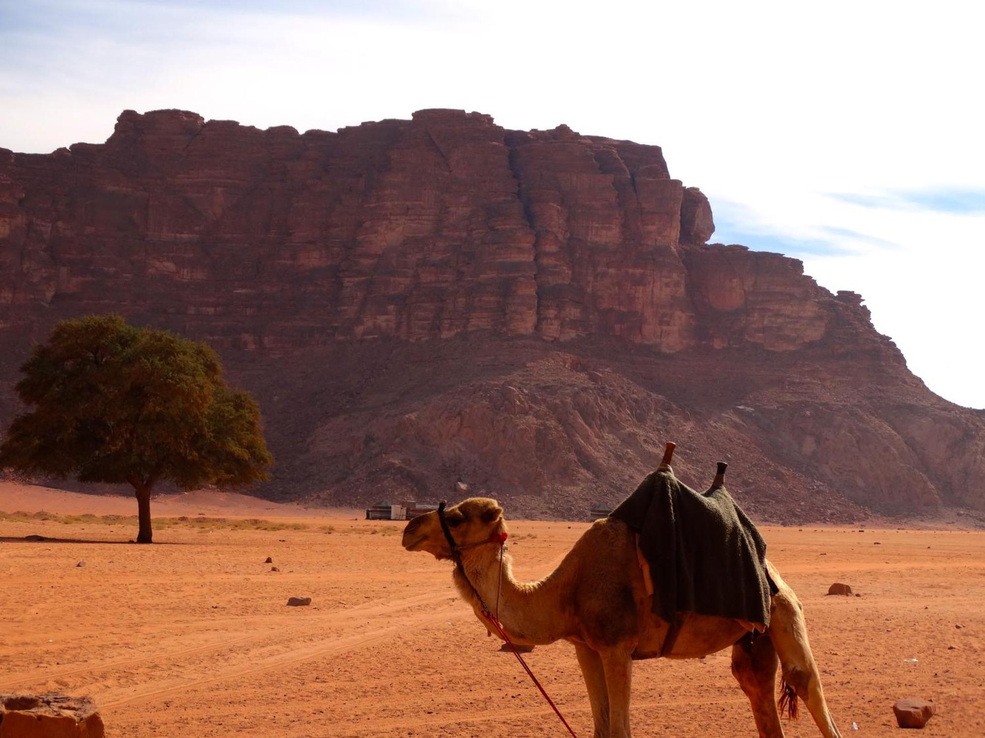 Wadi Rum View Camp エクステリア 写真